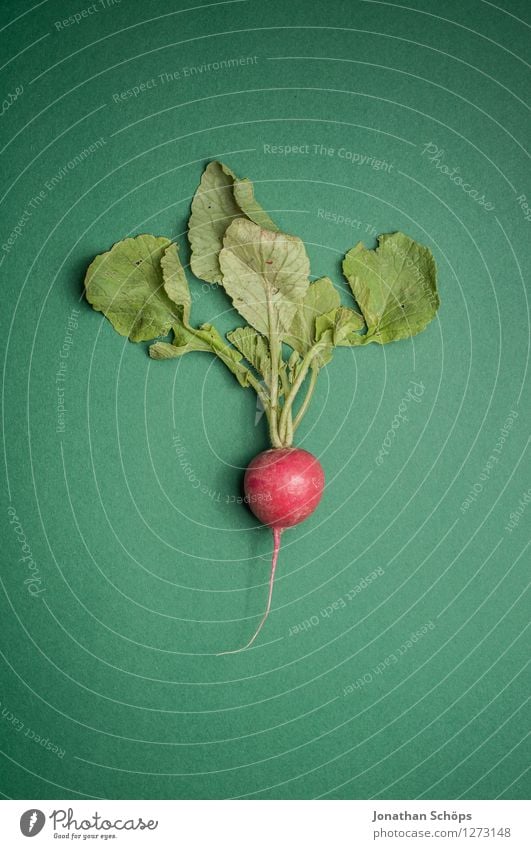 Das Radieschen minimalistisch vor dunkelgrün Lebensmittel Gemüse Salat Salatbeilage Essen Mittagessen Bioprodukte Vegetarische Ernährung Diät Fasten Slowfood