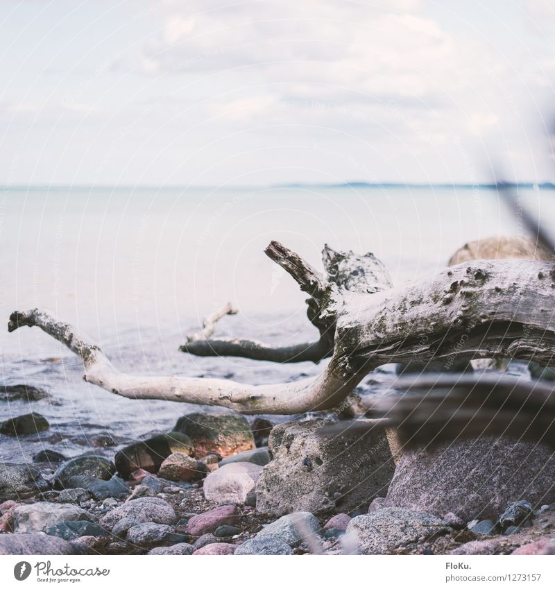 vertrocknet so nah am Wasser Ferien & Urlaub & Reisen Umwelt Natur Urelemente Sand Luft Himmel Horizont Pflanze Baum Wellen Küste Bucht Ostsee Meer Stein Holz