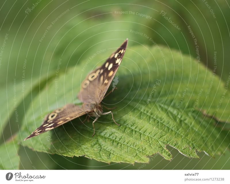 Waldbrettspiel Natur Pflanze Tier Sommer Sträucher Blatt Grünpflanze Wildpflanze Wildtier Schmetterling pararge aegeria Insekt 1 genießen sitzen nah natürlich