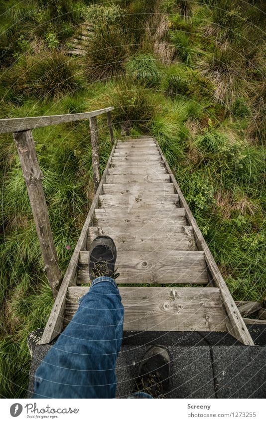 Wackelige Angelegenheit... Ferien & Urlaub & Reisen Tourismus Ausflug wandern Beine Fuß 1 Mensch Natur Pflanze Sommer Gras Sträucher Eifel Hohes Venn Belgien