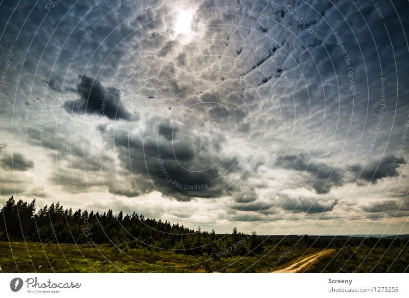 Bedrohlich Ferien & Urlaub & Reisen Tourismus Ausflug wandern Natur Landschaft Pflanze Himmel Wolken Sommer Baum Gras Sträucher Wiese Hohes Venn Eifel Belgien