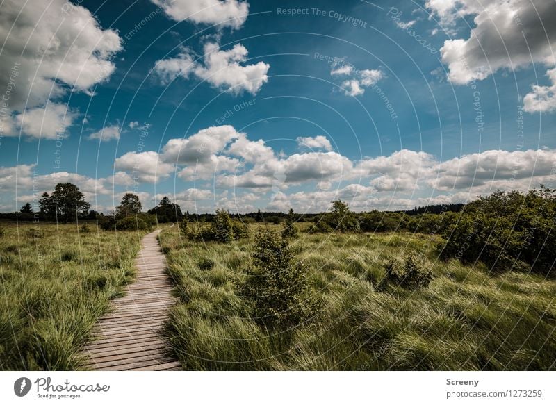 Hohes Venn Ferien & Urlaub & Reisen Tourismus Ausflug wandern Natur Landschaft Pflanze Himmel Wolken Sommer Schönes Wetter Baum Gras Sträucher Wiese Eifel Moor