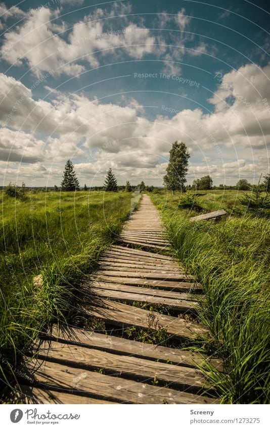 Verwittert... (#1) Ferien & Urlaub & Reisen Tourismus Ausflug wandern Natur Landschaft Pflanze Himmel Wolken Sommer Schönes Wetter Baum Gras Sträucher Eifel