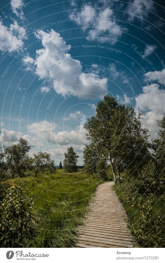 Hohes Venn Ferien & Urlaub & Reisen Tourismus Ausflug wandern Natur Landschaft Pflanze Himmel Wolken Sommer Schönes Wetter Baum Gras Sträucher Eifel Belgien