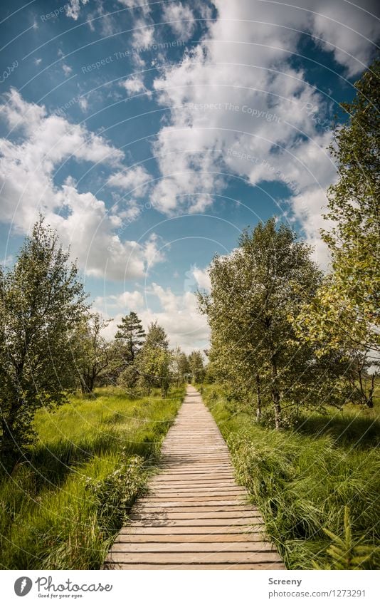 Mitten durch... (#1) Ferien & Urlaub & Reisen Tourismus Ausflug wandern Natur Landschaft Pflanze Himmel Wolken Sonnenlicht Sommer Schönes Wetter Baum Gras