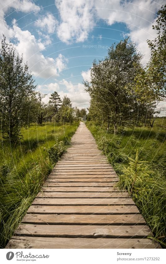 Mitten durch... (#3) Ferien & Urlaub & Reisen Tourismus Ausflug wandern Natur Landschaft Pflanze Himmel Wolken Sommer Schönes Wetter Baum Gras Sträucher Wiese