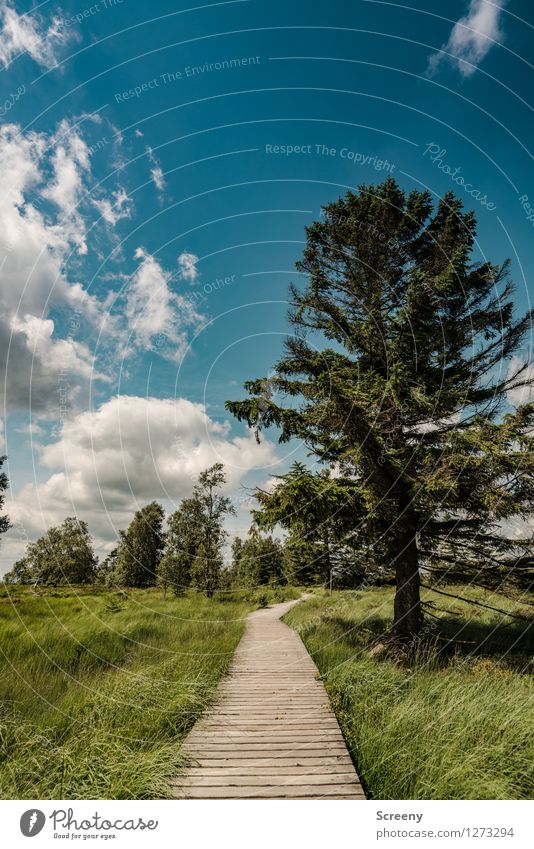 Hohes Venn Ferien & Urlaub & Reisen Tourismus Ausflug wandern Natur Landschaft Pflanze Himmel Wolken Sommer Schönes Wetter Baum Gras Wiese Eifel Belgien blau