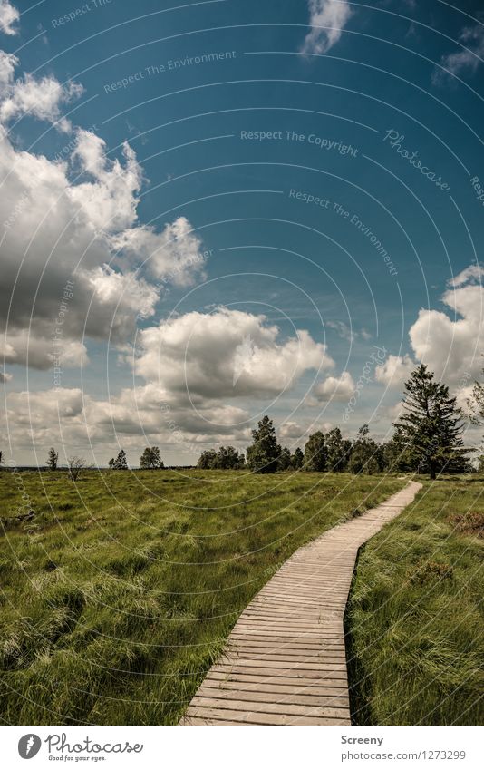 Hinter den Bäumen geht's weiter... Ferien & Urlaub & Reisen Tourismus Ausflug wandern Natur Landschaft Pflanze Himmel Wolken Sommer Schönes Wetter Baum Gras