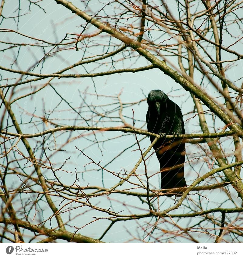 Ich komm' Dir gleich da runter! Umwelt Natur Pflanze Tier Baum Ast Zweige u. Äste Vogel Krähe 1 hocken Blick sitzen natürlich Neugier blau Farbfoto