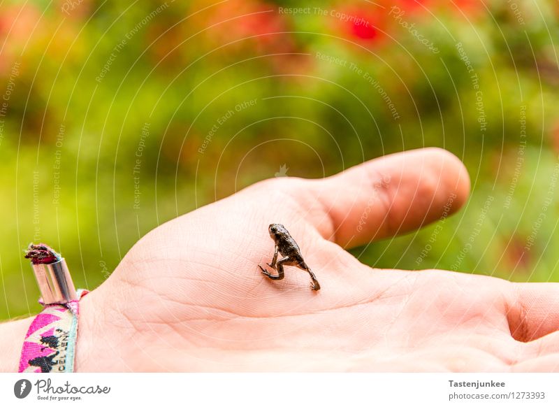 Frogger Hand 1 Mensch Tier Frosch berühren Partnerschaft die Welt erkunden Krötenwanderung Farbfoto Makroaufnahme Tag