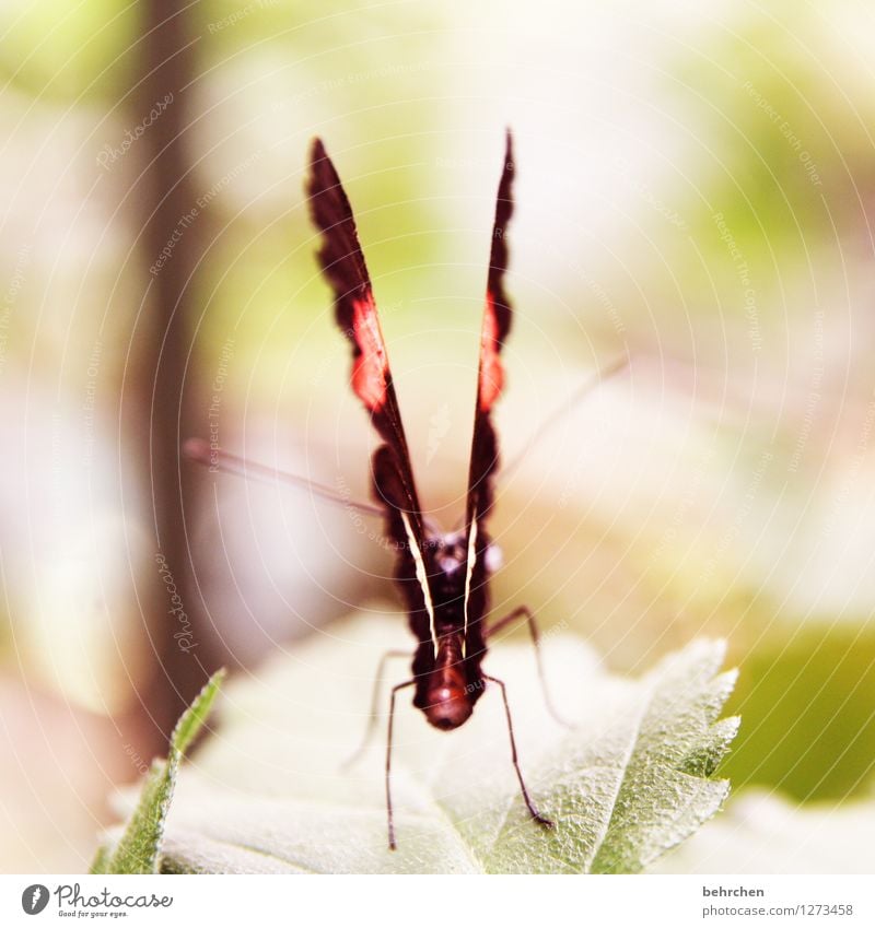 montag am arsch! Tier Wildtier Schmetterling Flügel 1 beobachten fliegen schlafen sitzen außergewöhnlich exotisch schön braun mehrfarbig grün orange Fühler