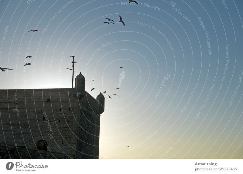 Festung I Umwelt Natur Himmel Wolkenloser Himmel Sonne Sonnenaufgang Sonnenuntergang Sonnenlicht Sommer Wetter Schönes Wetter Essaouira Stadt Hafenstadt