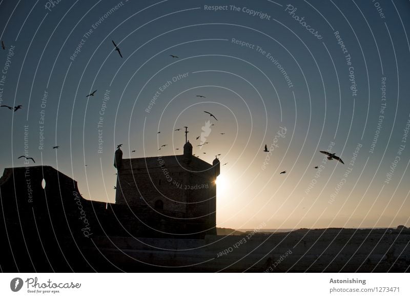 Festung III Umwelt Natur Tier Himmel Wolkenloser Himmel Sonne Sonnenaufgang Sonnenuntergang Sonnenlicht Sommer Wetter Schönes Wetter Wärme Essaouira Marokko