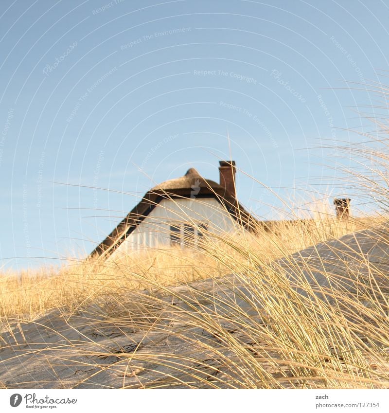 Haus in Düne Meer Strand Küste Darß Deich Ahrenshoop Schilfrohr Stranddüne Reed