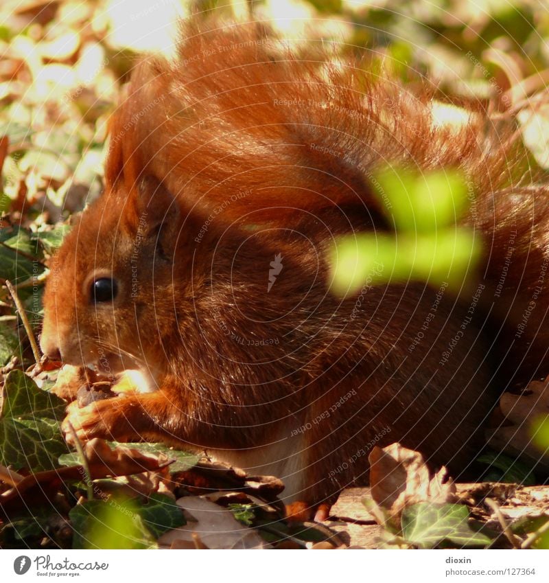 ? ? ? Eichhörnchen Eiche Nagetiere Säugetier Fell Schwanz buschig Knopfauge Ernährung Fressen Wald Haare & Frisuren Pinsel süß niedlich braun Pfote Frühling