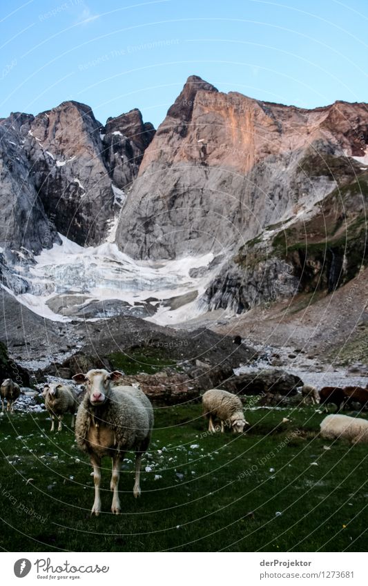 Pyrenäen-Wanderweg 3 Ferien & Urlaub & Reisen Tourismus Ausflug Abenteuer Ferne Freiheit Berge u. Gebirge wandern Umwelt Natur Landschaft Pflanze Tier Sommer