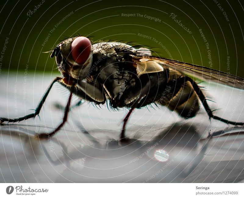 Schau mich an Natur Pflanze Tier Garten Park Wiese Fliege Tiergesicht Flügel 1 fliegen Insekt Farbfoto mehrfarbig Außenaufnahme Nahaufnahme Detailaufnahme