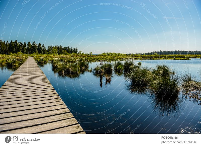 Hohes Venn Umwelt Natur Landschaft Pflanze Wasser Himmel Wolkenloser Himmel Sommer Schönes Wetter Gras Sträucher Moor Sumpf Steg fantastisch schön blau grün