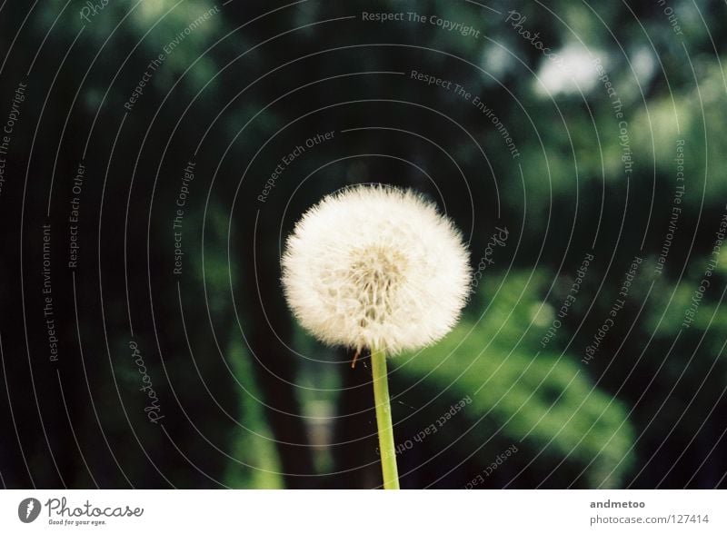 dandelion Löwenzahn Blume Samen Natur Pflanze säen springen Frühling Sommer Herbst Erinnerung fruchtbar Park