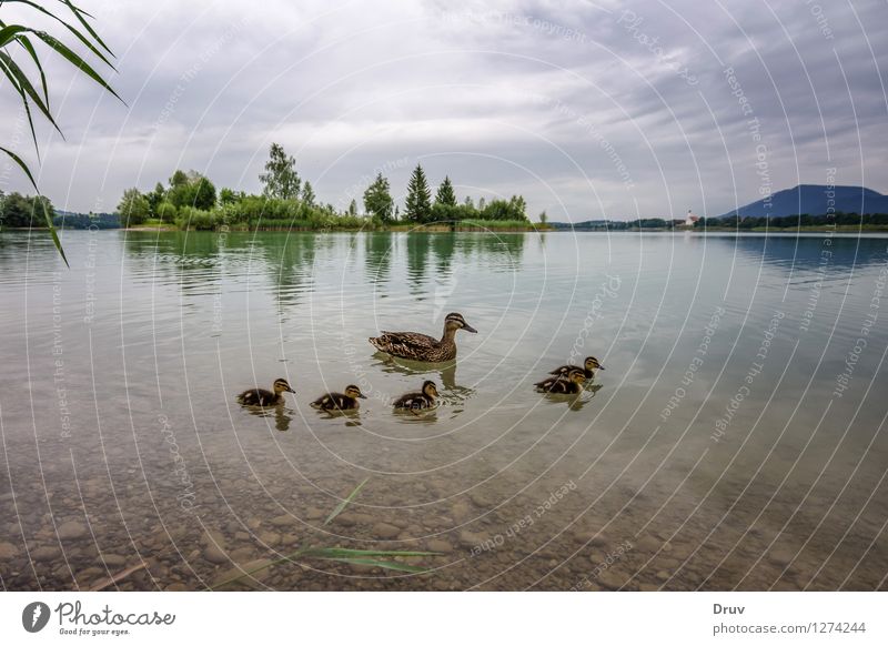 Entenfamilie Baby Familie & Verwandtschaft Natur Pflanze Tier Sommer Seeufer Wildtier Vogel Tiergruppe Tierjunges Tierfamilie Schwimmen & Baden niedlich weich