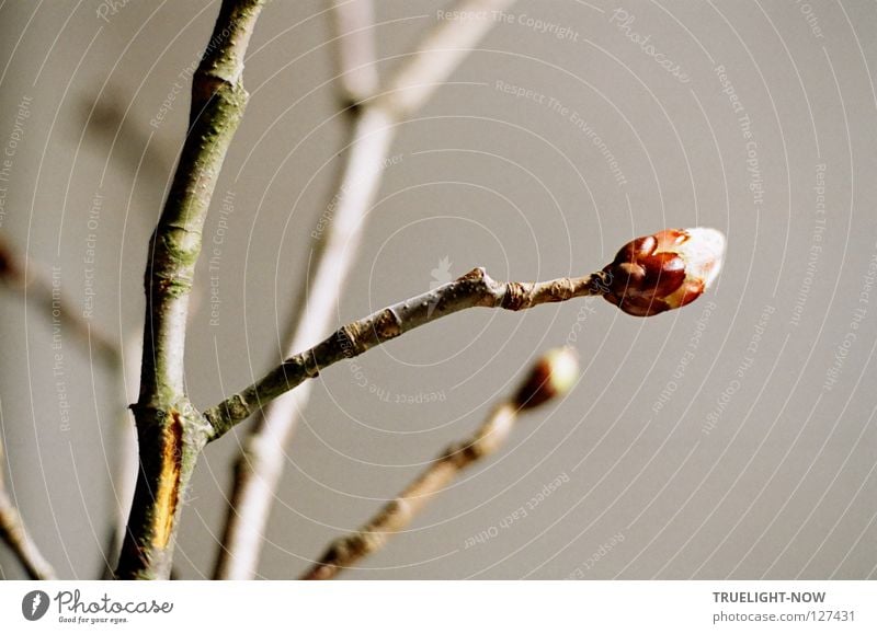 Kraftknospe schön Leben ruhig Ferien & Urlaub & Reisen Natur Frühling glänzend Wachstum frisch neu grün Vorfreude Hoffnung Tod Erwartung Zukunft schmucklos