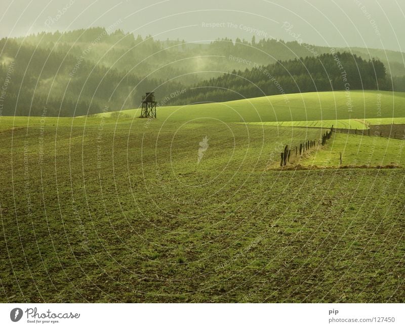 grünland Feld Wiese Gras Grünstich Weide Aussaat Pflanze ruhig harmonisch Zaun Barriere Grenze Wald Blatt Holz Schonung Nadelwald Urwald Wäldchen Nebel