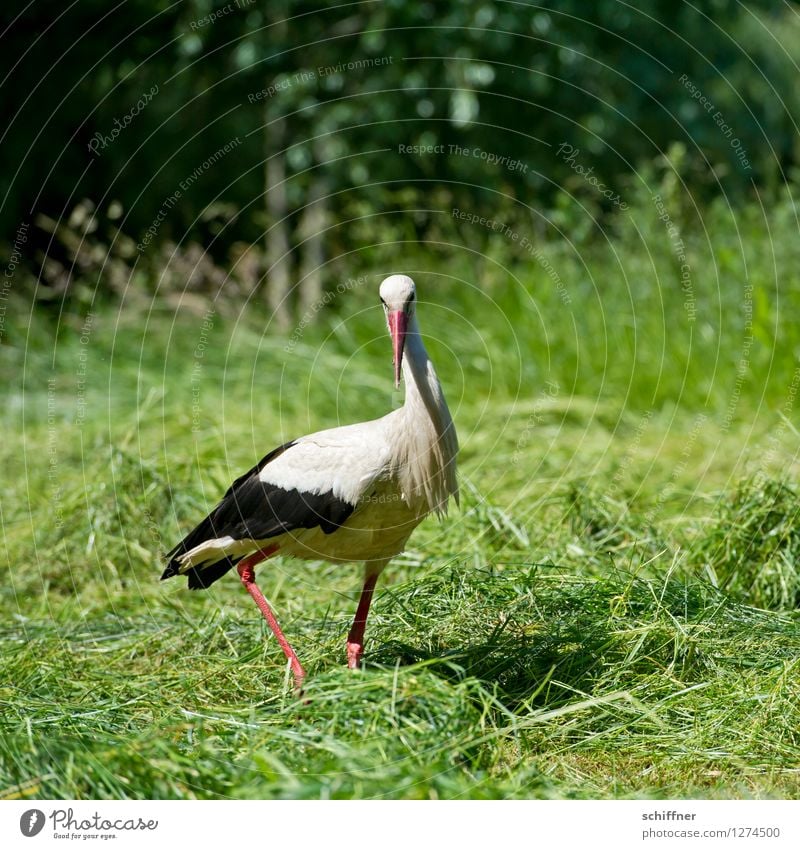 Spreedorado | Schräger Vogel Natur Pflanze Tier Schönes Wetter Wiese Wald Wildtier Flügel 1 Tanzen grün Storch Adebar schreiten gehen Blick Außenaufnahme