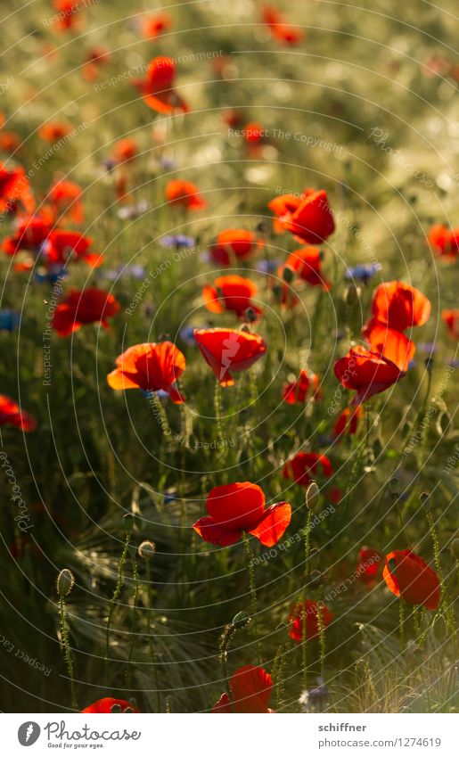 Spreedorado | Immer diese... Pflanze Blume Sträucher Grünpflanze Nutzpflanze Wiese Feld blau grün rot Mohn Mohnblüte Mohnfeld Mohnkapsel Schwache Tiefenschärfe