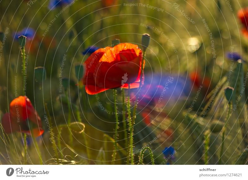 Spreedorado | Ja, isn schon wieder Mohntag? Pflanze Blume Gras Sträucher Wiese Feld blau grün rot Mohnblüte Mohnfeld Mohnkapsel Kornblume Sommer sommerlich