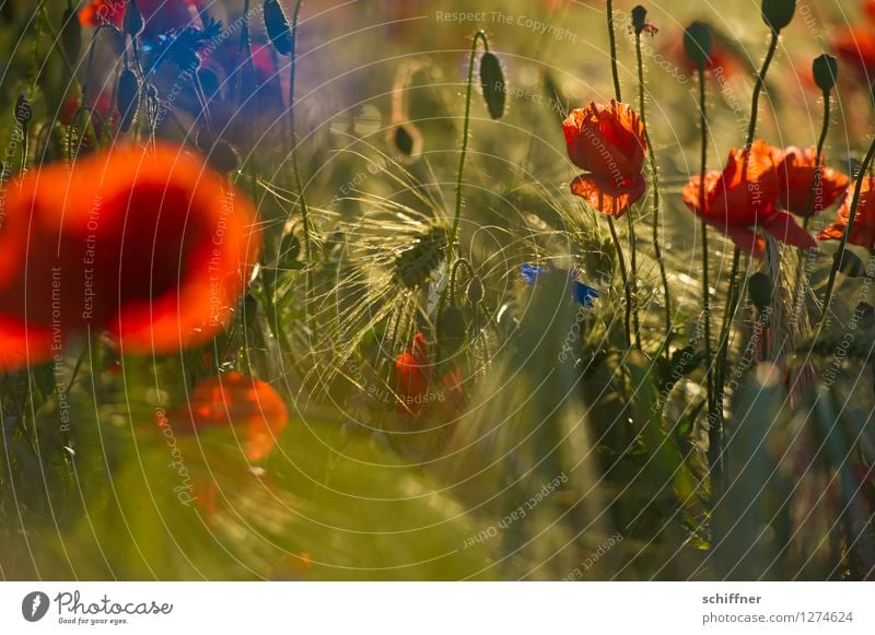 Spreedorado | buntes Korn Pflanze Blume Blüte Nutzpflanze Wiese Feld blau rot Gerste Gerstenfeld Mohn Mohnblüte Mohnfeld Kornfeld Getreide Kornblume Mohnkapsel