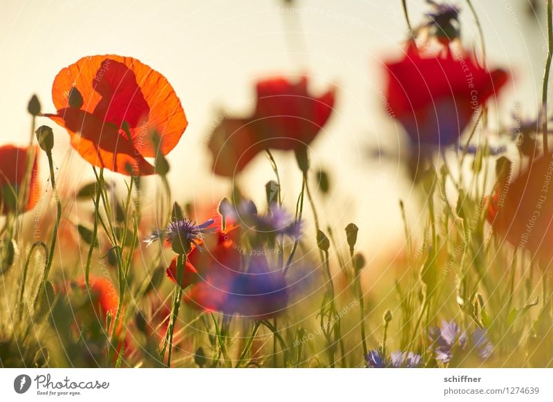 Spreedorado | Immer wieder mohntags... Pflanze Sonnenaufgang Sonnenuntergang Sonnenlicht Schönes Wetter Blume Gras Wiese Feld blau grün rot Mohn Mohnblüte