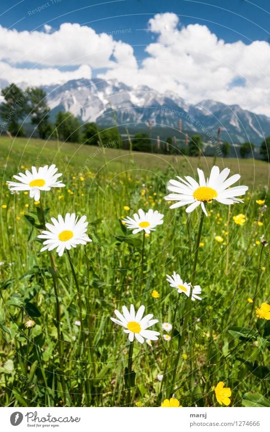 Grüne Weihnachten Natur Landschaft Pflanze Frühling Sommer Schönes Wetter Gras Wildpflanze Margerite Wiese Alpen leuchten Zusammensein Lebensfreude