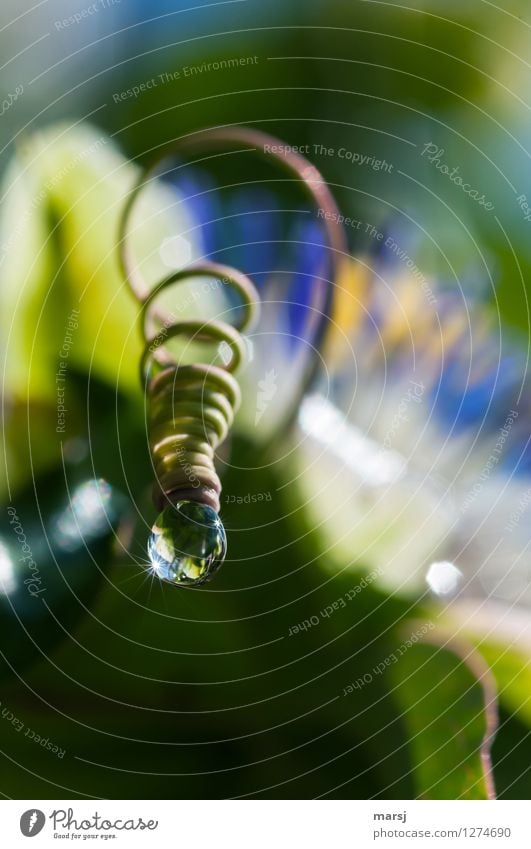 Spiraltropfen Natur Wassertropfen Sonnenlicht Frühling Sommer Pflanze Sprossranke Passionsblume Spirale glänzend hängen leuchten authentisch einfach mehrfarbig