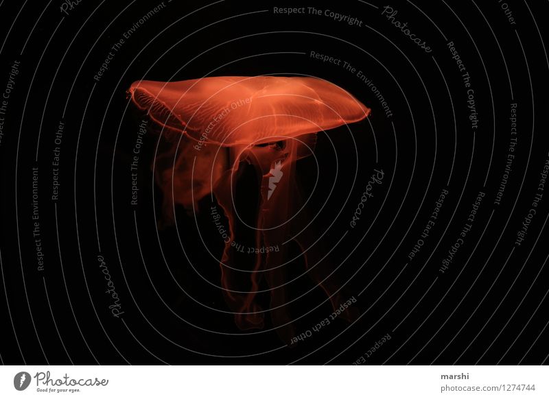 Wunder der Natur Tier Aquarium 1 Stimmung Qualle Orange Tentakel schön Farbfoto Innenaufnahme Detailaufnahme Kunstlicht Tierporträt