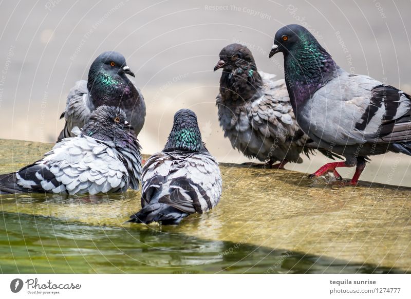 Konspiratives Treffen Wasser Barcelona Stadt Stadtzentrum Brunnen Taube Tiergruppe Kommunizieren Team Teamwork Sitzung Farbfoto Außenaufnahme Menschenleer Tag