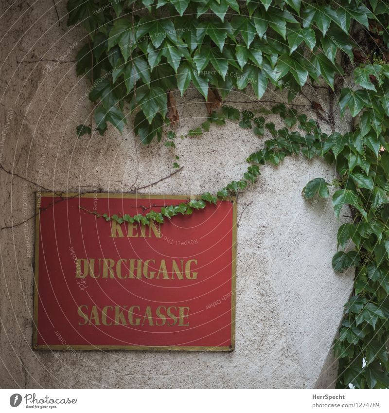 Bewachsen Dorf Kleinstadt Altstadt Bauwerk Gebäude Mauer Wand Fassade Schriftzeichen Schilder & Markierungen Hinweisschild Warnschild natürlich grün rot