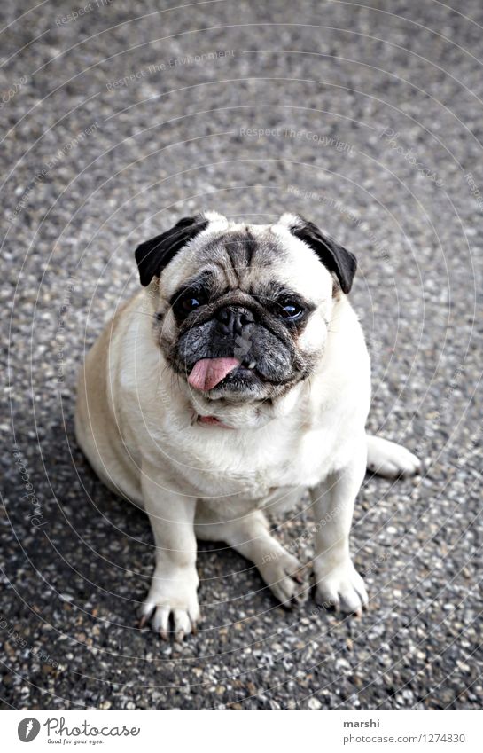 Mister Mops Natur Tier Hund 1 Stimmung sitzen Zunge lustig Hundeschnauze Hundeblick Farbfoto Außenaufnahme Detailaufnahme Tag Tierporträt