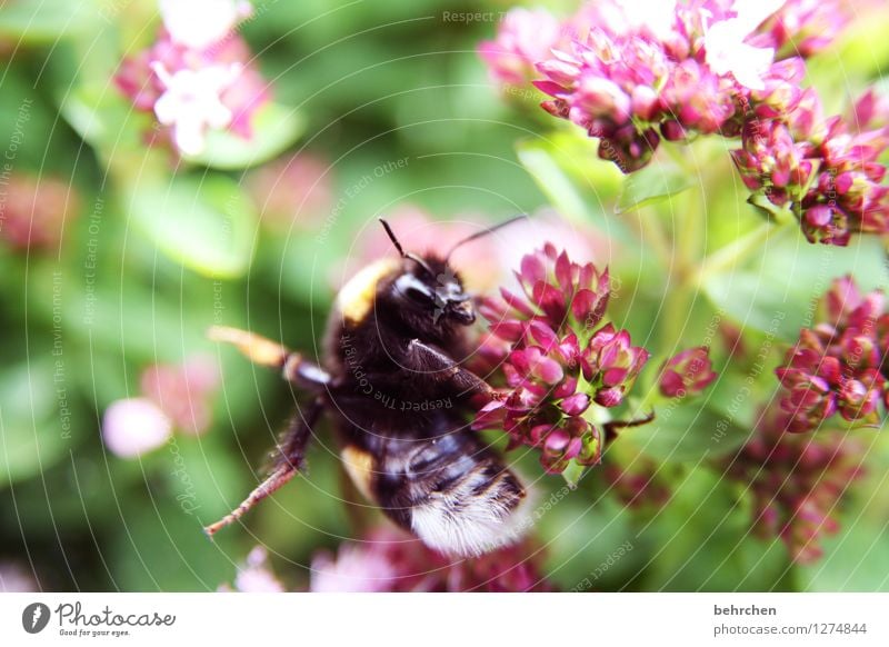 hummel hummel - mors mors Natur Pflanze Tier Frühling Sommer Schönes Wetter Blume Blatt Blüte Nutzpflanze Wildpflanze Oregano Majoran Nutztier Wildtier