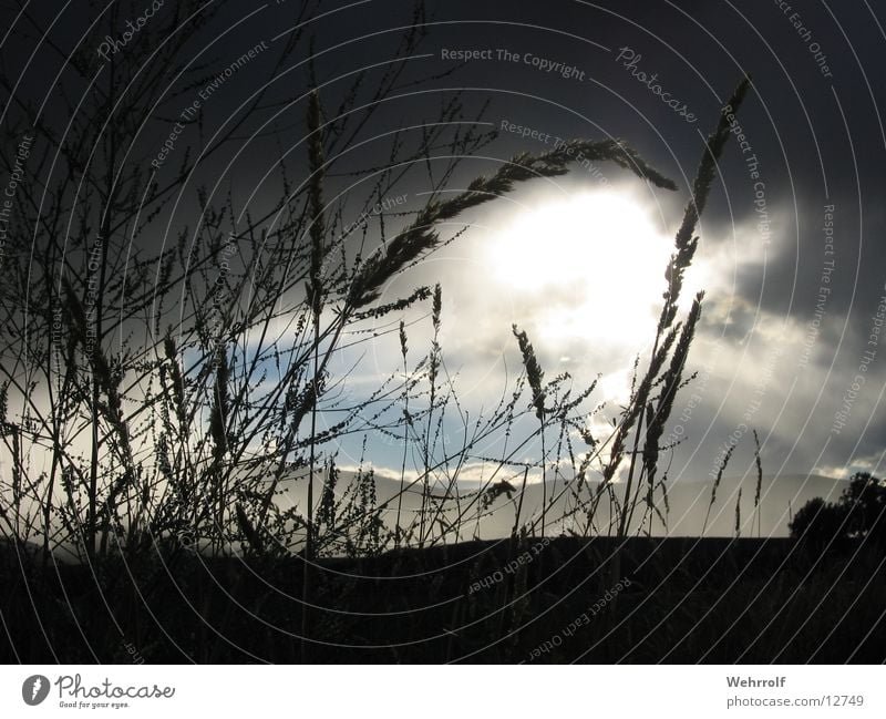 Wolkenlücke Gras Licht Halm Himmel Schatten Lichtblick Wolkenloch Regenwolken Silhouette Menschenleer Wolkenhimmel Wolkendecke durchscheinend Sonnenlicht