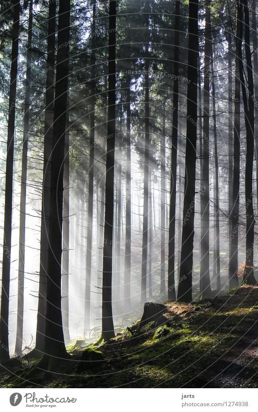 von Anfang an Natur Landschaft Schönes Wetter Baum Wald Wege & Pfade ästhetisch frei frisch hell natürlich Optimismus Kraft Gelassenheit geduldig ruhig Hoffnung