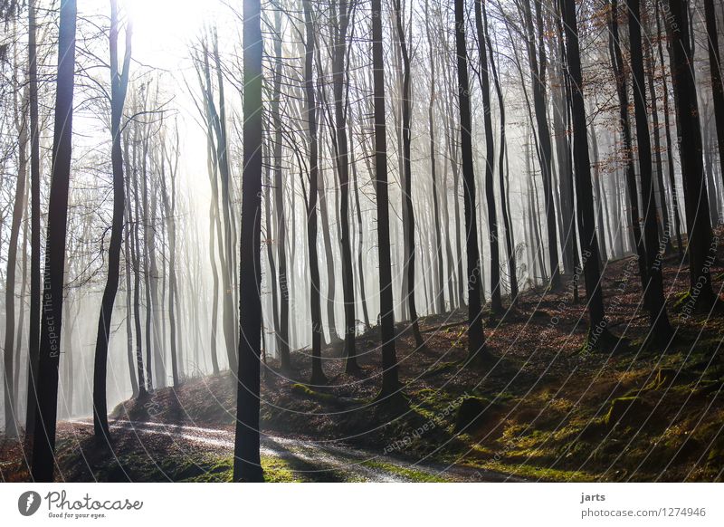 willkommen im wald Umwelt Natur Landschaft Pflanze Sonnenaufgang Sonnenuntergang Sonnenlicht Frühling Herbst Schönes Wetter Baum Wald frisch glänzend hell