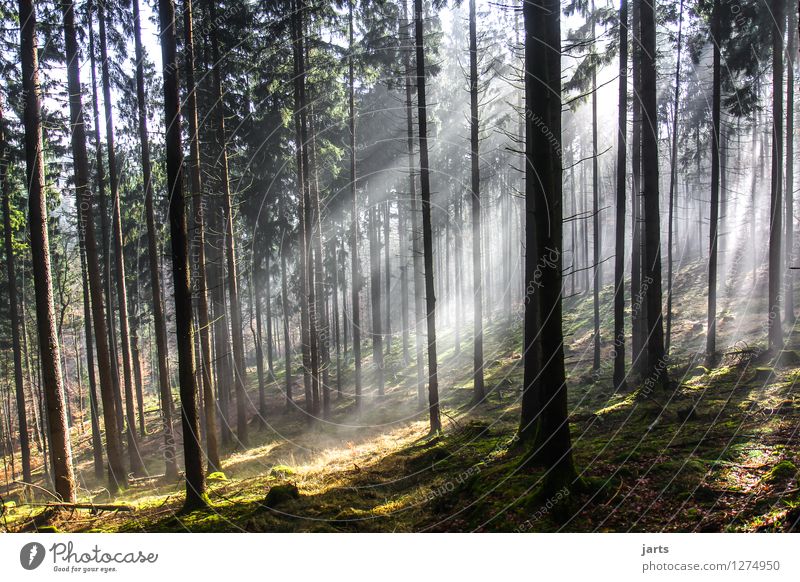 neuer tag Umwelt Natur Landschaft Pflanze Sonnenaufgang Sonnenuntergang Sonnenlicht Frühling Herbst Schönes Wetter Baum Gras Wald fantastisch frisch glänzend