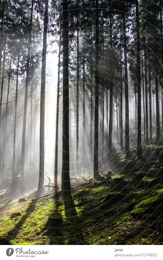 guten morgen Umwelt Natur Landschaft Pflanze Sonne Sonnenaufgang Sonnenuntergang Sonnenlicht Frühling Herbst Schönes Wetter Nebel Baum Wald leuchten ästhetisch