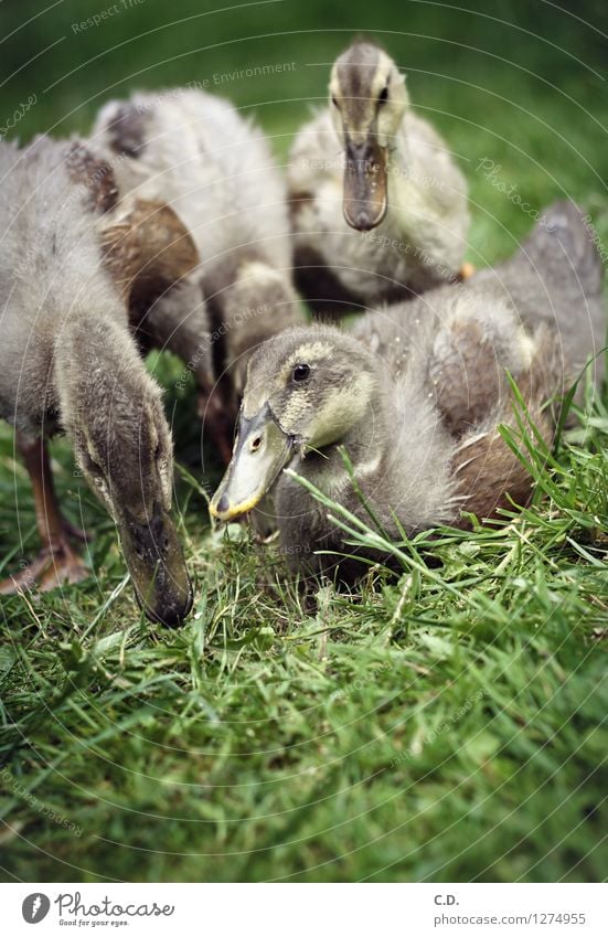 Ente, Ente, Ente... Natur Gras Garten Nutztier Laufente Entenküken 4 Tier Fressen authentisch Glück natürlich niedlich grün Feder Schnabel Farbfoto