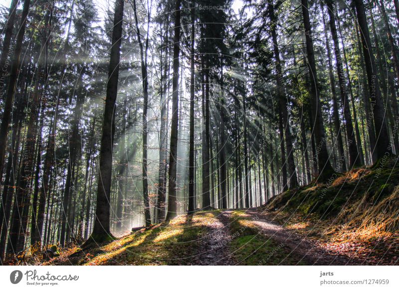 wegweiser Umwelt Natur Landschaft Pflanze Schönes Wetter Baum Wald Wege & Pfade frisch hell natürlich schön Gelassenheit geduldig ruhig Hoffnung Spessart