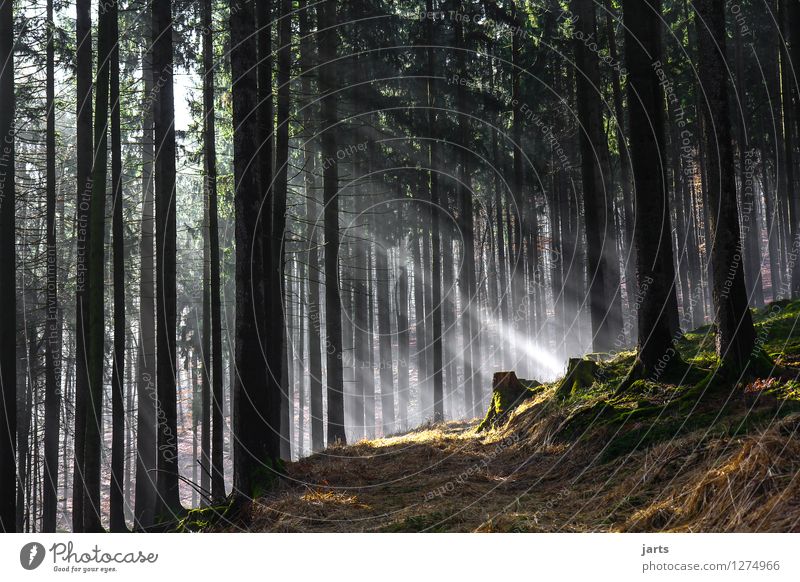 einsicht Umwelt Natur Landschaft Pflanze Sonnenaufgang Sonnenuntergang Frühling Herbst Schönes Wetter Baum Gras Wald Wege & Pfade frisch hell natürlich