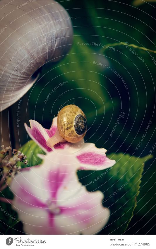 Ich verdufte dann mal ... elegant Design Natur Sommer Blume Sträucher Blatt Hortensienblüte Hortensienblätter Garten Schnecke Reptil Schneckenhaus 1 Tier