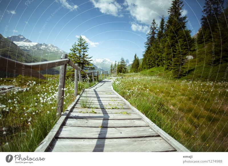 Wanderweg Umwelt Natur Landschaft Sommer Schönes Wetter Wiese Feld Alpen natürlich grün Fußweg Wege & Pfade Steg Schweiz Wanderausflug Ausflugsziel Vals