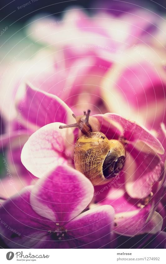 wie man sich bettet ... elegant Stil Natur Pflanze Sommer Schönes Wetter Blume Blüte Hortensienblüte Hortensienblätter Garten Tier Schnecke Fühler Schneckenhaus