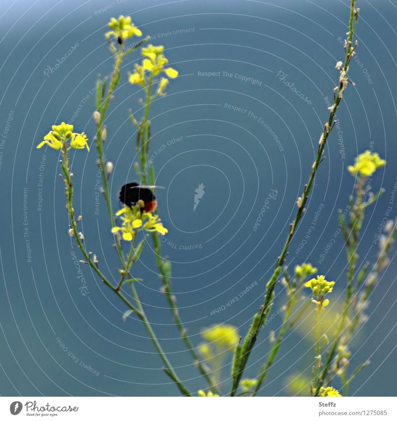 sommerliche Impression mit einem Hummel Bombus Mauerlattich Mycelis muralis heimische Wildpflanze Bestäuber bestäuben Bestäuberinsekt Idylle Hummel auf Blüte